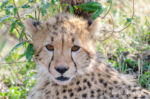 Southern and Eastern African Cheetah, Acinonyx jubatus ssp. jubatus. Cub, less than 4 months old Southern and Eastern African Cheetah, Acinonyx jubatus ssp. jubatus