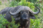 Cape Buffalo, Syncerus caffer ssp. caffer