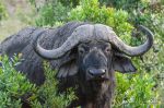 Cape Buffalo Cape Buffalo, Syncerus caffer ssp. caffer