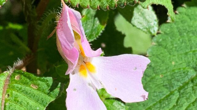 I didn't take many flower photos on this trek, but here is a quick on on my iPhone. This is (probably) Impatiens assurgens Impatiens assurgens