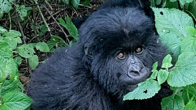 Gorilla beringei ssp. beringei. A youngster keeping an eye on me Mountain Gorilla,, Gorilla beringei ssp. beringei