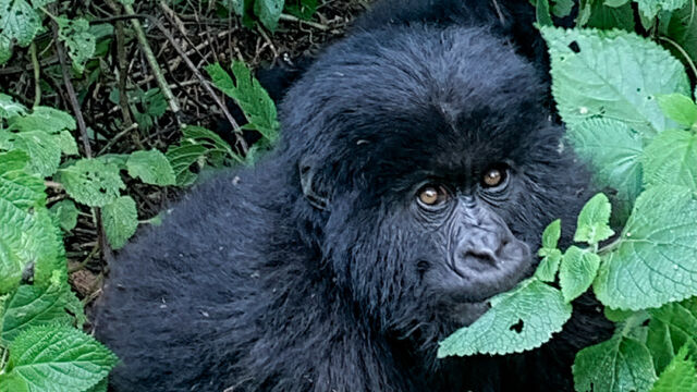 Gorilla beringei ssp. beringei. A youngster keeping an eye on me Mountain Gorilla,, Gorilla beringei ssp. beringei