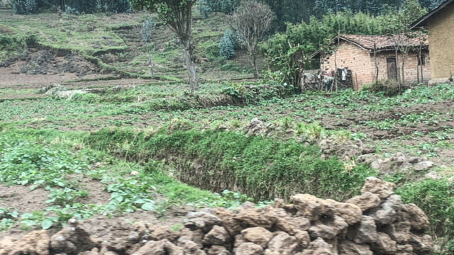 The countryside is covered with small family farms, mostly growing Irish potatoes Rwanda agriculture