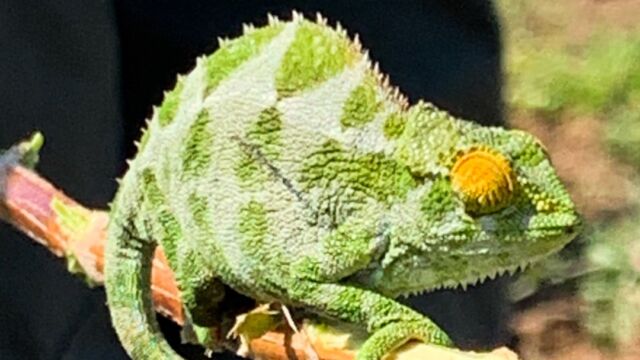 Trioceros rudis, native to this area. Our guides found this in a bush while we were passing through the potato fields Coarse Chameleon, Trioceros rudis