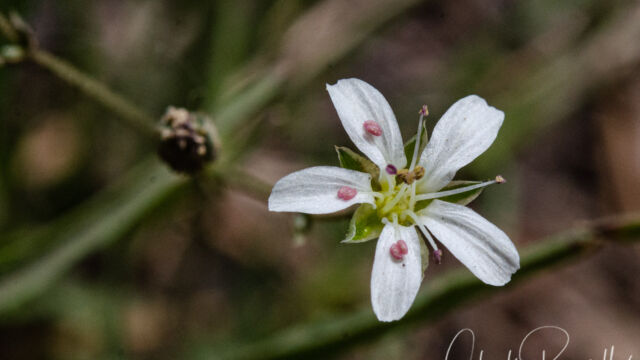 Eremogone kingii var. glabrescens