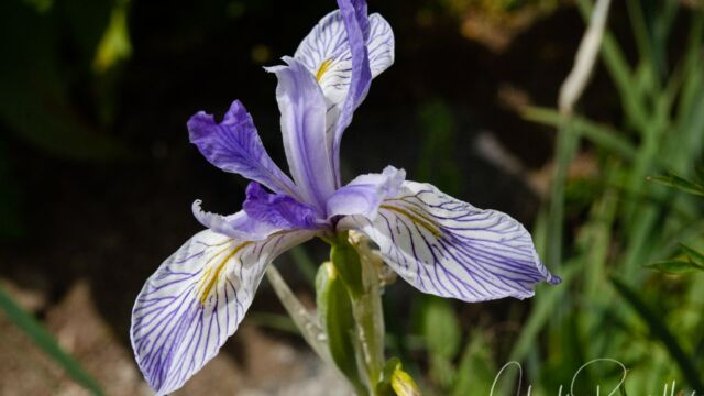 Iris missouriensis Western blue flag iris, Iris missouriensis