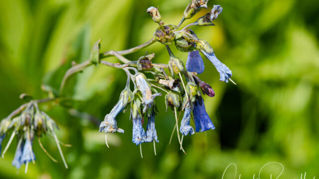 Mertensia ciliata Streamside bluebells, Mertensia ciliata