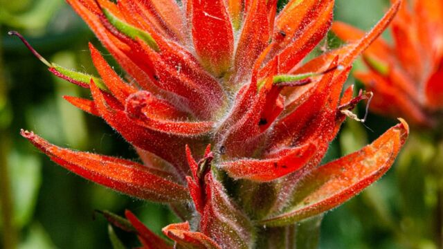 Castilleja miniata Scarlet paintbrush, Castilleja miniata