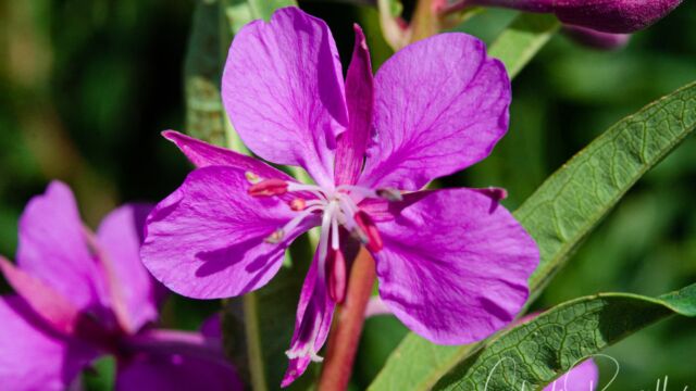Chamerion angustifolium ssp. circumvagum Fireweed, Chamerion angustifolium ssp. circumvagum