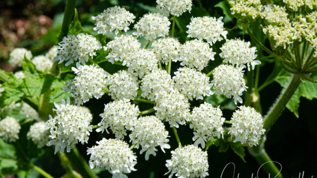 Heracleum maximum Common cowparsnip, Heracleum maximum