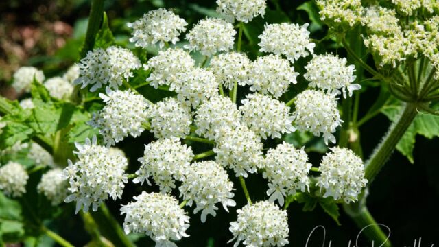 Heracleum maximum Common cowparsnip, Heracleum maximum