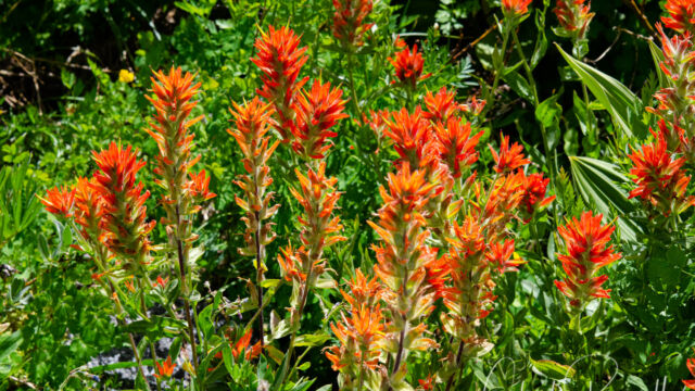 Castilleja miniata Scarlet paintbrush, Castilleja miniata