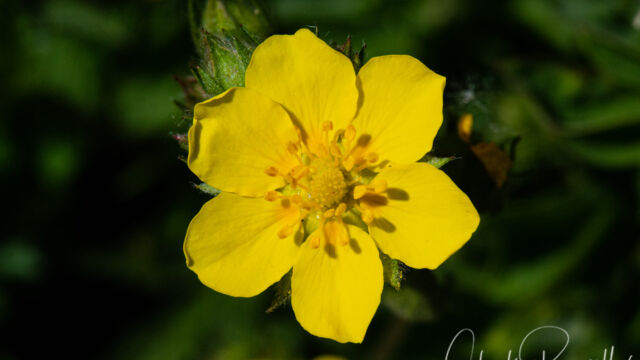Potentilla sp. Cinquefoil, Potentilla sp.
