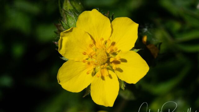 Potentilla sp. Cinquefoil, Potentilla sp.