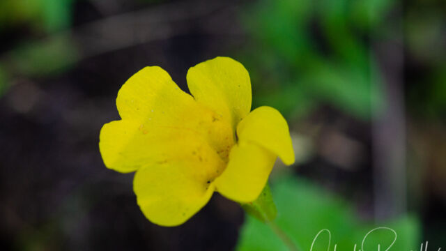 Erythranthe guttata Yellow monkey flower, Erythranthe guttata