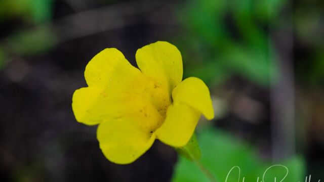 Erythranthe guttata Yellow monkey flower, Erythranthe guttata