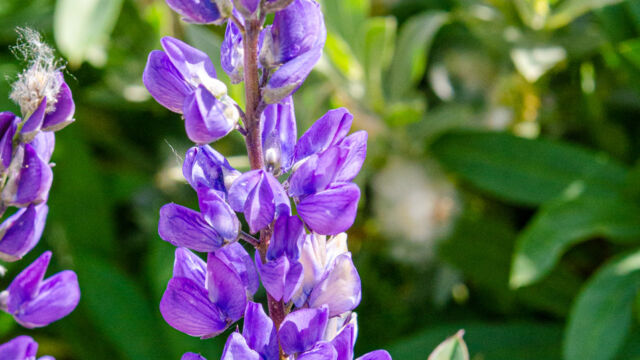 Lupinus polyphyllus var. burkei Large leaved lupine, Lupinus polyphyllus var. burkei