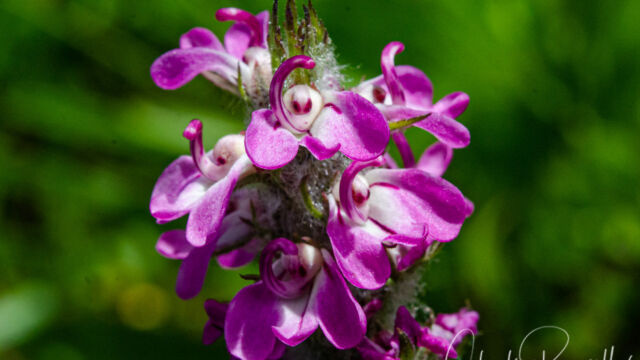 Pedicularis attollens Little elephant's head, Pedicularis attollens