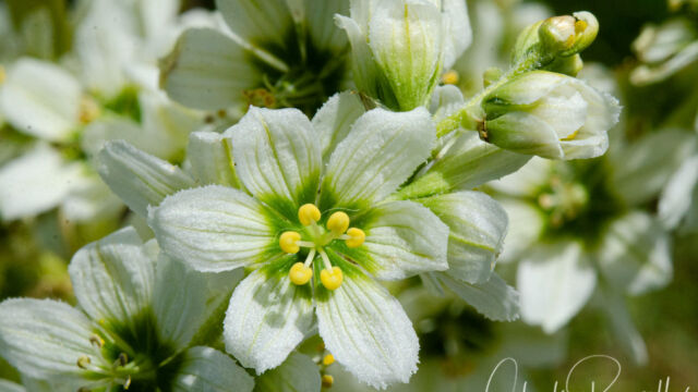Veratrum californicum var. californicum California corn lily, Veratrum californicum var. californicum