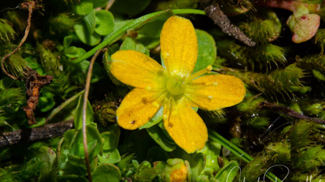 Hypericum anagalloides Tinker's penny, Hypericum anagalloides