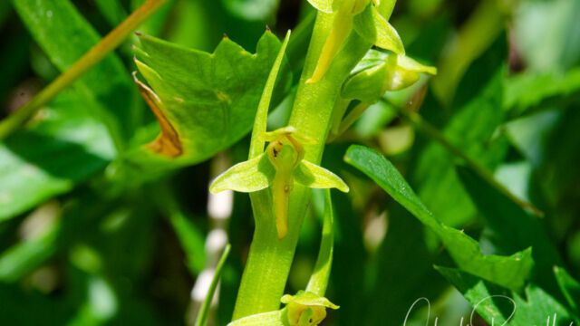 Platanthera sparsiflora Sparse flowered bog orchid, Platanthera sparsiflora