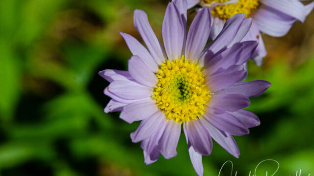Erigeron glacialis var. glacialis Wandering fleabane, Erigeron glacialis var. glacialis