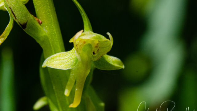 Platanthera sparsiflora Sparse flowered bog orchid, Platanthera sparsiflora