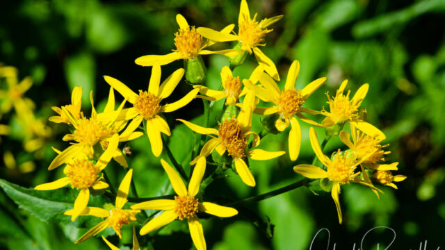 Senecio triangularis Arrowleaf ragwort, Senecio triangularis