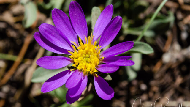 Dieteria canescens var. canescens Hoary aster, Dieteria canescens var. canescens