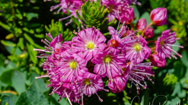 Phyllodoce breweri Brewer's mountain heather, Phyllodoce breweri