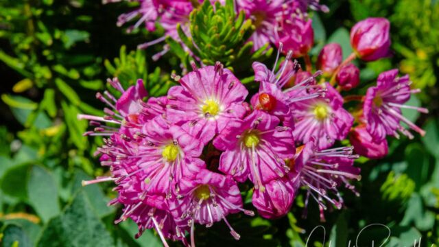 Phyllodoce breweri Brewer's mountain heather, Phyllodoce breweri