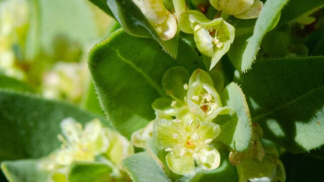 Aconogonon davisiae Davis knotweed, Aconogonon davisiae