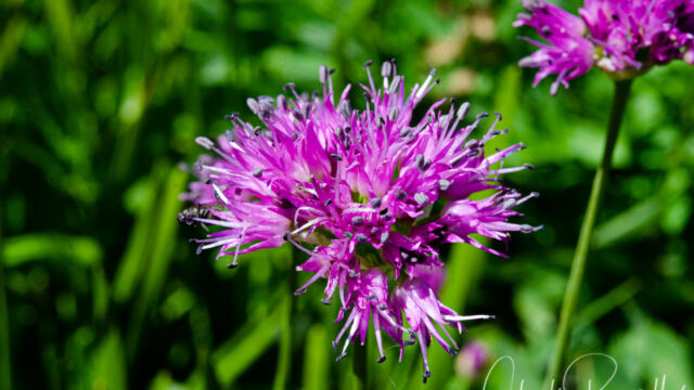 Allium validum Swamp onion, Allium validum