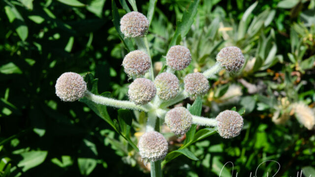 Angelica capitellata Ranger's buttons, Angelica capitellata