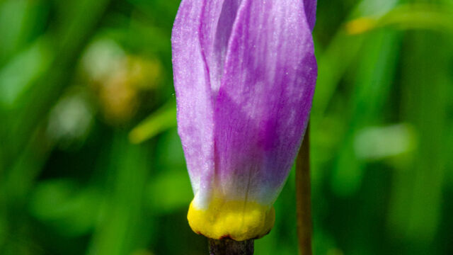 Primula tetrandra, surprising to see this so late in the year! Alpine shooting star, Primula tetrandra
