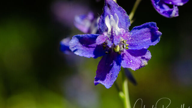 Delphinium nuttallianum Meadow larkspur, Delphinium nuttallianum