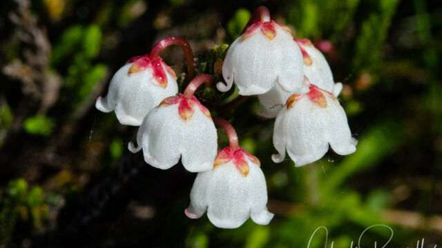 Cassiope mertensiana Western moss heather, Cassiope mertensiana