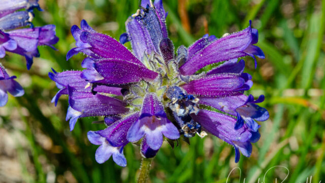 Penstemon heterodoxus var. heterodoxus Sierra beardtongue, Penstemon heterodoxus var. heterodoxus