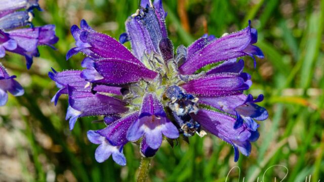 Penstemon heterodoxus var. heterodoxus Sierra beardtongue, Penstemon heterodoxus var. heterodoxus