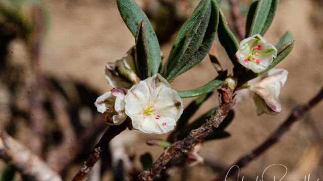 Polygonum shastense Shasta knotweed, Polygonum shastense