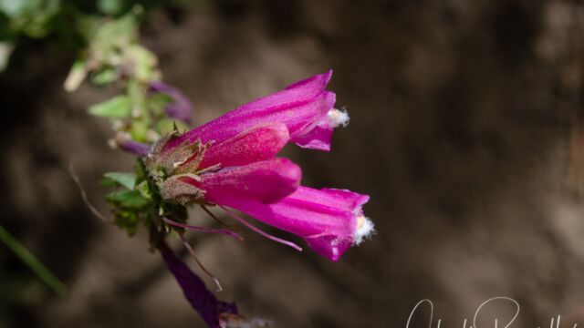 Penstemon newberryi Mountain pride, Penstemon newberryi