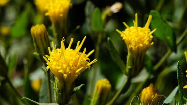 Eucephalus breweri Brewer's aster, Eucephalus breweri