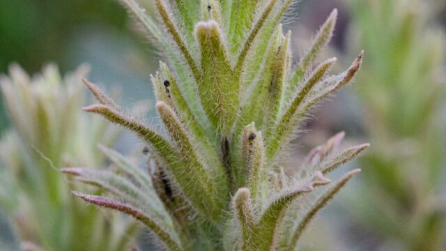Castilleja nana Dwarf alpine paintbrush, Castilleja nana