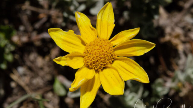 Eriophyllum lanatum Wooly sunflower, Eriophyllum lanatum