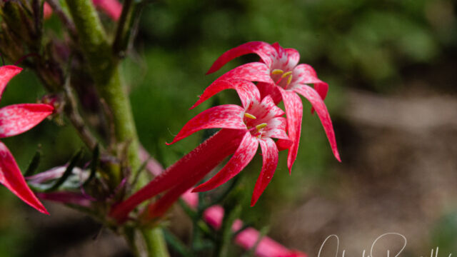 Ipomopsis tenuituba Slendertube skyrocket, Ipomopsis tenuituba