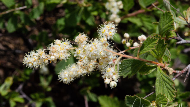 Holodiscus discolor var. microphyllus Small-leaf creambush, Holodiscus discolor var. microphyllus