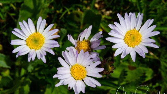 Not sure which Asteraceae
