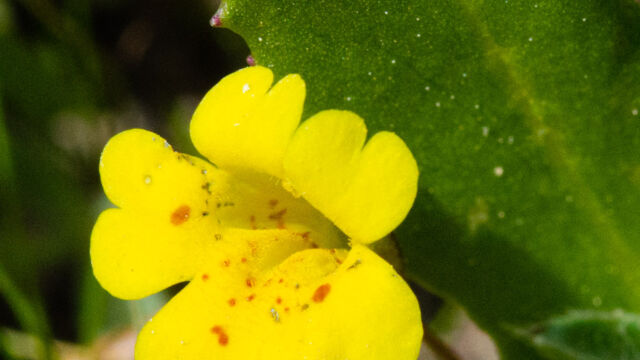Erythranthe primuloides