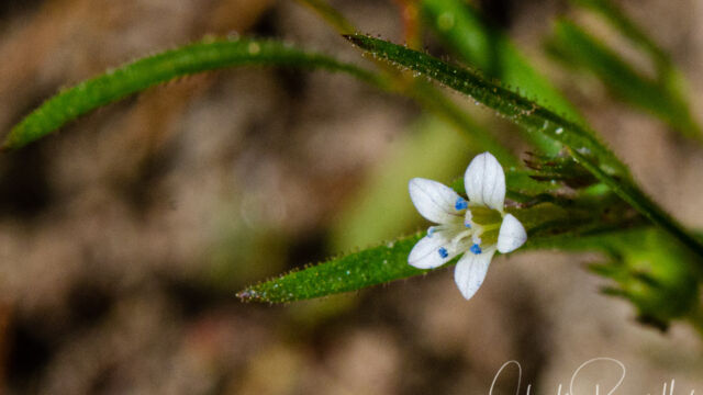 Navarretia capillaris Miniature gilia, Navarretia capillaris