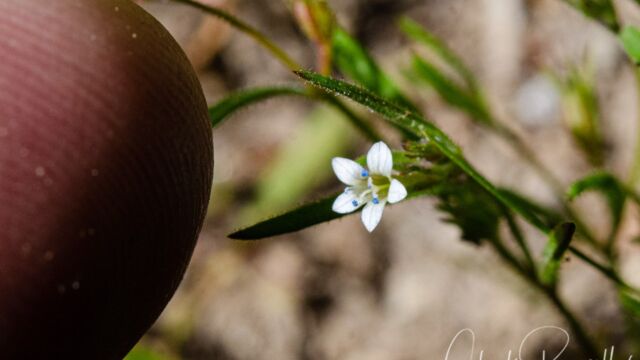 Navarretia capillaris Miniature gilia, Navarretia capillaris